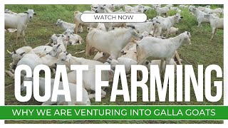 Why GALLA GOATS can reap you MILLIONS | Galla Goat Farming | AFRICA FARMING (GOAT FARMING ep 1)