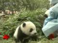 Raw Video: Panda Cubs Send New Year's Greetings