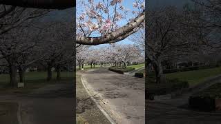 宮崎県総合文化公園の桜