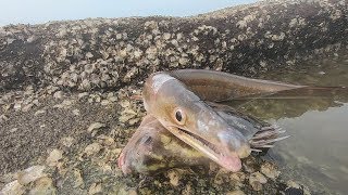 阿阳惊险的一次赶海！抽干水坑遭到巨鳗攻击，一口下去鞋都甩飞了