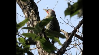 アオゲラ 2022年3月12日