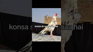 Top7 high quality aseel birds #sartaj #aseelmurga #aseelfights #murga #aseellovers #birds #rooster