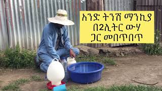 ዶሮዎች  5% እንቁላል መጣል ሲጀምሩ እንቁላል ማነቃቂያ Egg  estumilant እንዴት ይሰጣችዋል?