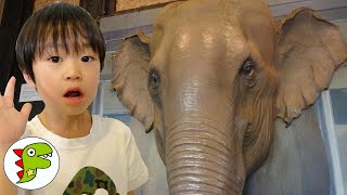 おでかけ オーストラリア シドニー タロンガ動物園へいったよ！ゾウさんやアルパカさんがいたよ！ トイキッズ