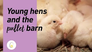 Young hens and the pullet barn