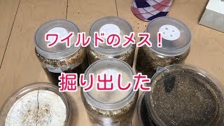 【掘り出し動画】WF1のアルキとスマトラヒラタのメスを掘り出しました！【ぴぴんap】