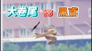 大卷尾 VS 黑鳶_EP10_黑鳶好狼狽_窗外鳥世界_2023年6月7日