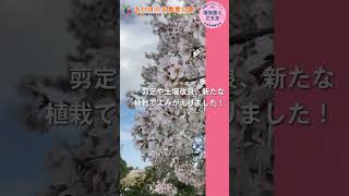 【植物園の花見旅】ソメイヨシノ🌸 #shorts  #桜 #日本植物園協会 #柏市あけぼの山農業公園 #西武造園