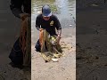 Air sungai surut! ikan super tembaga mulai Nampak