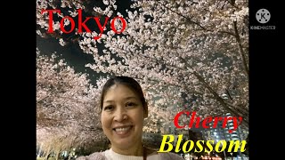 Tokyo Cherry Blossoms (eve,rainy and after ) 2022