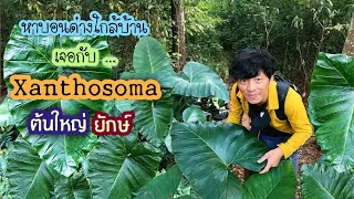 EP.33ตามหาบอนด่างใกล้บ้านเจอกับ... Xanthosoma  ต้นใหญ่ยักษ์