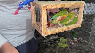 Pineapple conure ki pairing kar di