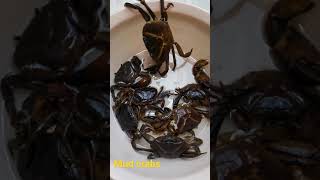 Khekade chimbori mud crab land crab and baby crabs