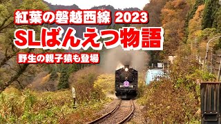 紅葉の磐越西線『SLばんえつ物語』2023 野生の親子猿も登場　福島