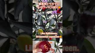 ハロウィンっぽい観賞用トウガラシ／Like Halloween.  Ornamental capsicum