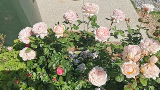 摩纳哥王妃夏琳 Princess Charlene De Monaco 玫昂月季 Meiland Roses 2023 October 十月春花