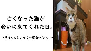 【Part①】亡くなった愛猫ともう一度会いたい。命日の翌日、それは突然でした。