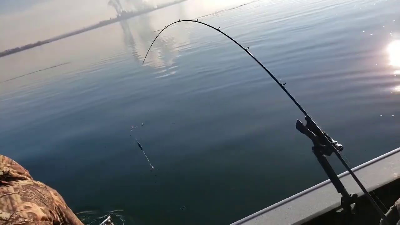 Walleye Youtube
