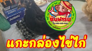 แกะกล่อง ไข่เชื้อ ไก่ออสตราลอป ไก่ดำ ไข่ดก ซันฟาร์ม