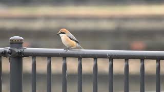 雀に似た鳥 モズの雄