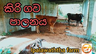 ipalawaththa farm /කිරි ගව පාලනය