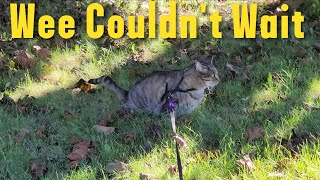 Caturday Matinee - 🐾 My Cat Had to Wee-wee on Our Walk 🐈