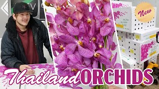 JFTV: Thailand-Grown Orchids with Casey (Dendrobium Mokara \u0026 Vanda Orchids)