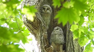 エゾフクロウ幼鳥