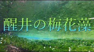 醒井の梅花藻 〜 魔界滋賀