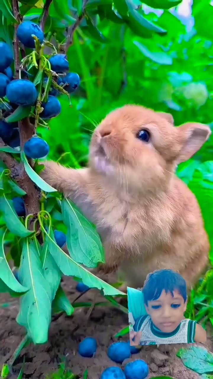 Rabbit рџђ Youtube