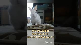 うさぎにお薬をあげてみよう！(ひとりでできるもん！)