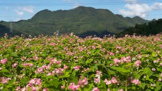 2024/10/09　六分咲き　赤蕎麦の花が咲く井内の棚田　その２　〜愛媛県東温市〜