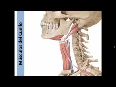 Musculos Del Cuello 1ra Parte Doovi