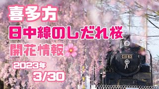 喜多方 日中線のしだれ桜 開花情報