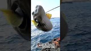 河豚肝的功效，小孩不要學 #shorts #fishing #short