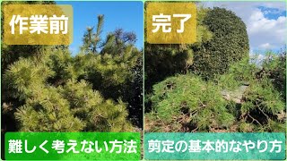 【クロマツ】剪定の基本的な切り方【なるべく簡単かつ単純に考える方法】