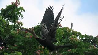 #350 - Herons, Egrets, Cormorants \u0026 Darters @ Irinjalakuda Railway Station