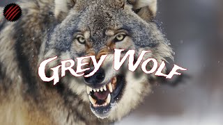 Is a Grey Wolf the Perfect Predator? Biggest Wild Canine on Earth.