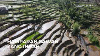 Hamparan Sawah Yang Indah | Nature Cinematic