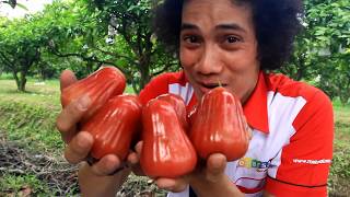 Panen Buah JAMBU CITRA yang Nyegerin | #VlogMekarsari #mekarsariexplore