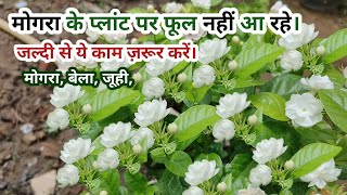 मोगरा प्लांट पर यह काम जरुर कर ले, फूलो से भर जायेगा पौधा, #मोगरा #बेला #जूही #mogra #juhi #jasmine
