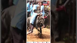 Video of the fighters conquering the bull at the risk of their lives Avaniyapuram Jallikattu | N18S | #shorts