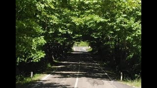 Tree Tunnel on Bartın-Safranbolu Road | Ulus, Bartın, Türkiye | DJI Mavic Air