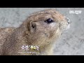 프레리독 학교에 엄청 잘생긴 전학생이 왔을 때 반응ㅋㅋㅋㅣprairie dog town welcomes a new comer