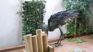 shoebill,  那須どうぶつ王国のハシビロコウ 　右端にいるボンゴ