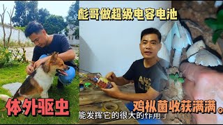 54集：彪哥今天帮半斤土豆驱虫，做了个超级电容电池给摩托车启动，晚上和朋友组队去山上捡鸡枞菌收获满满，偶遇一条银环蛇🐍