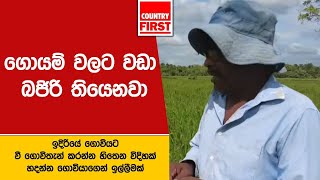 ගොයම් වලට වඩා බජිරි තියෙනවා