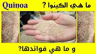 ما هي الكينوا وما هي فوائدها ؟؟ Quinoa