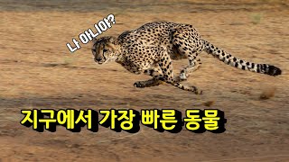 지구에서 가장 빠른 동물 TOP10