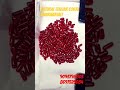 natural italian coral swarnanjali andul 9093798803 8697525084